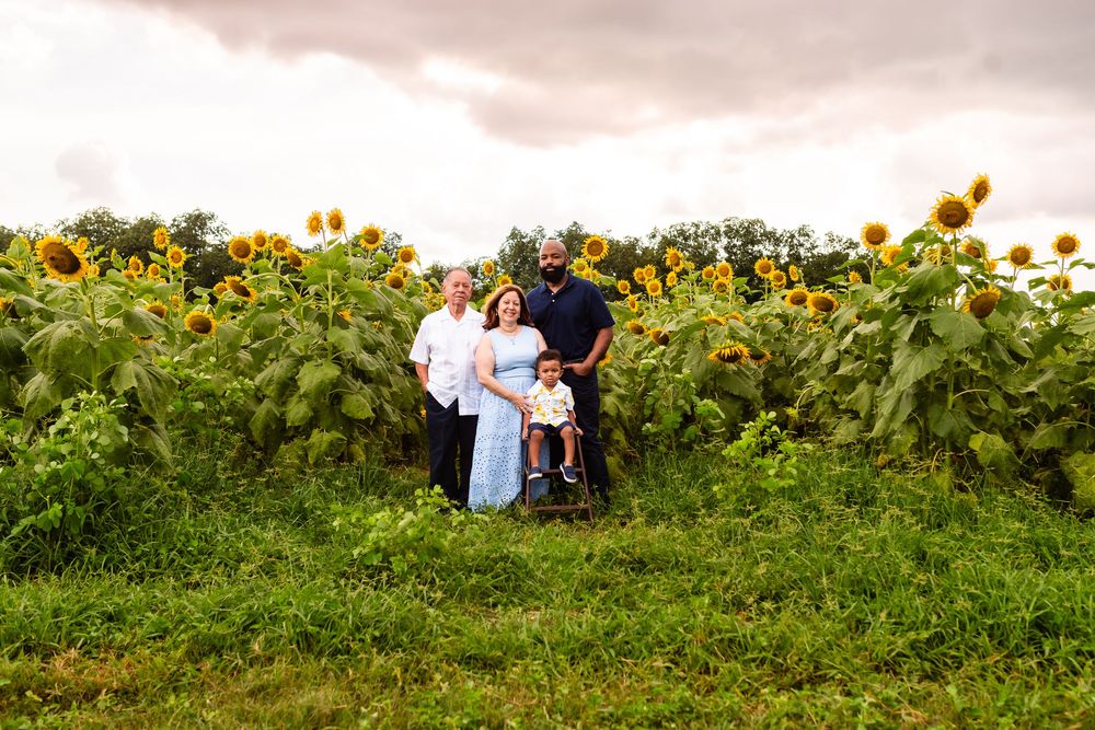 A panoramic view of six connected photos showing a sunflower field with soft lighting and figures in distance.