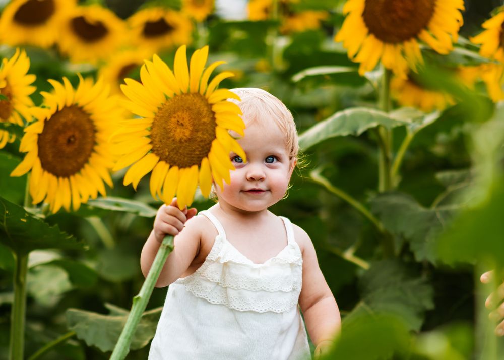 A smiling baby girl in a white dress stands among tall yellow sunflowers in a sunny garden field.