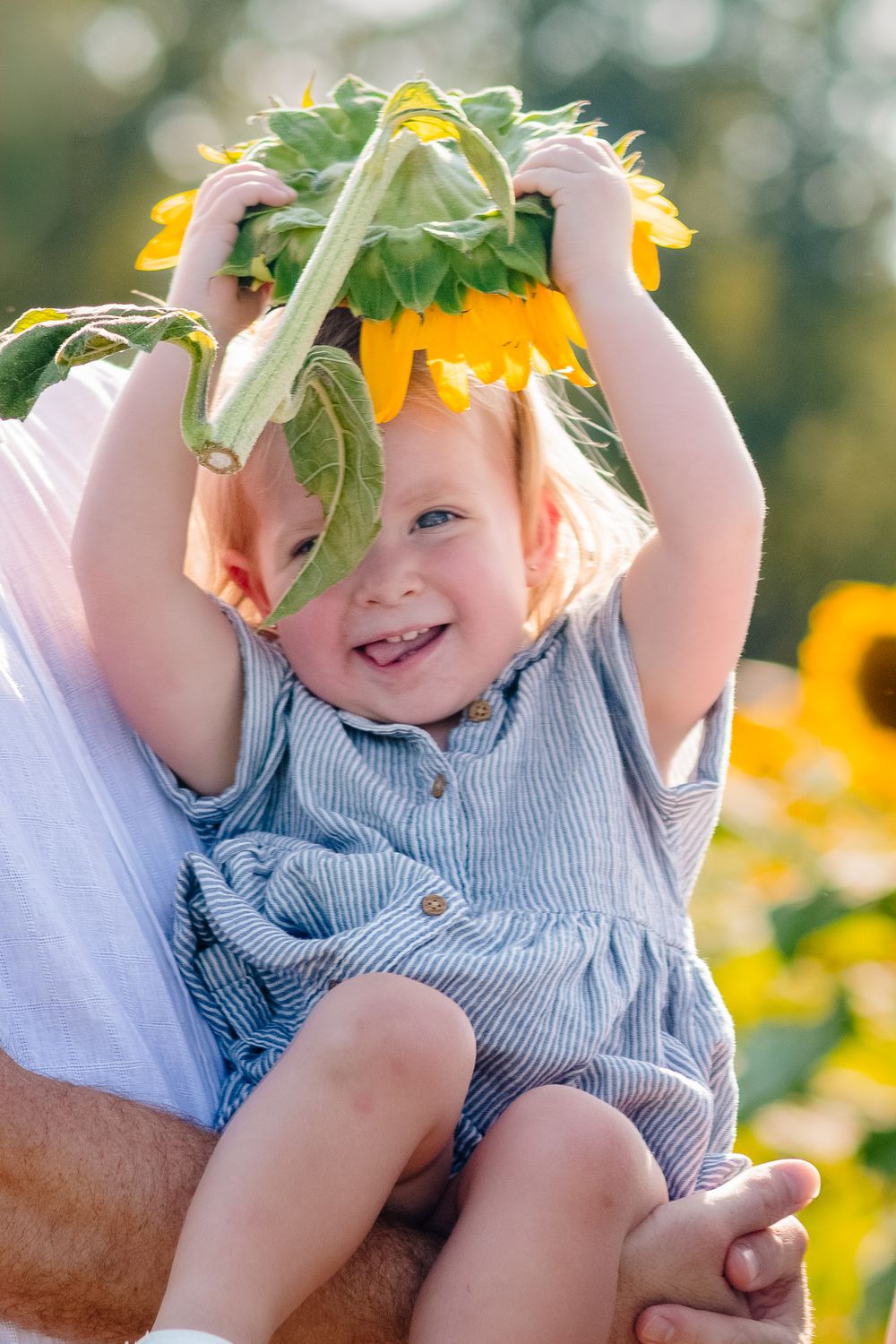 Joyful moment in a sunflower field as a small child plays with a sunflower overhead while being held.