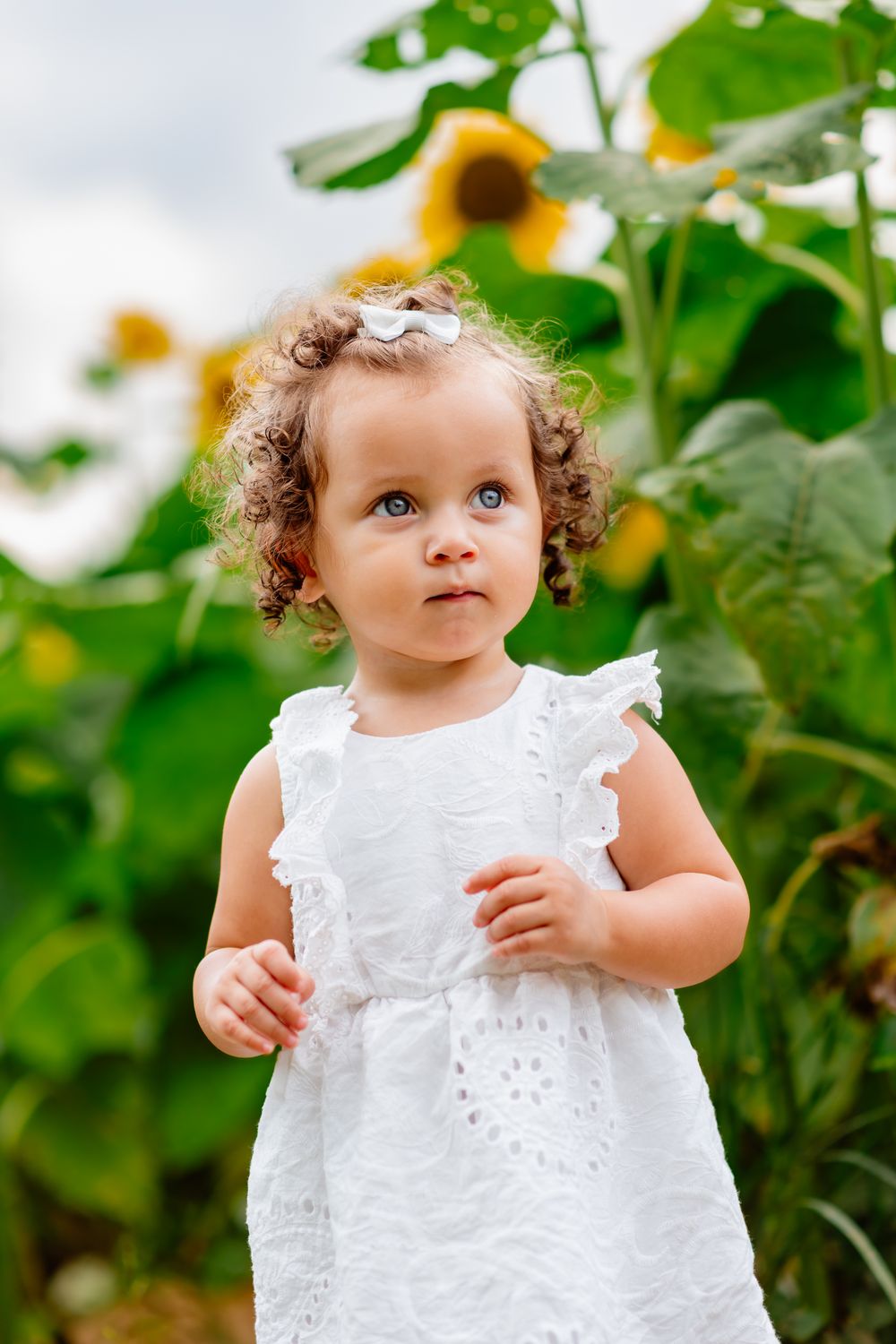 Curly-haired toddler girl in white dress standing in sunflower field with blue eyes and hair bow.