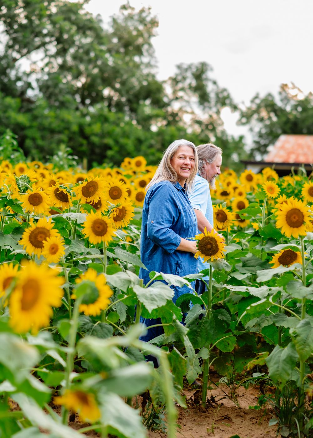 Couple walking through a vibrant sunflower field, surrounded by bright yellow blooms and lush green trees.