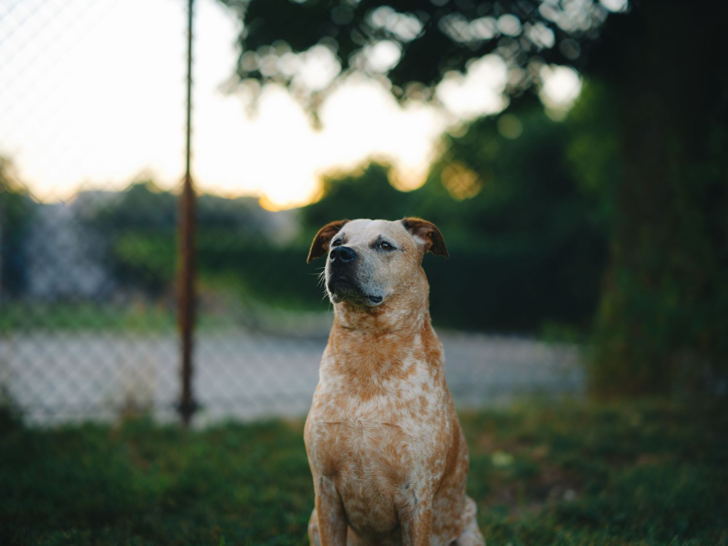 Alert brown and white spotted dog sitting outdoors at sunset.