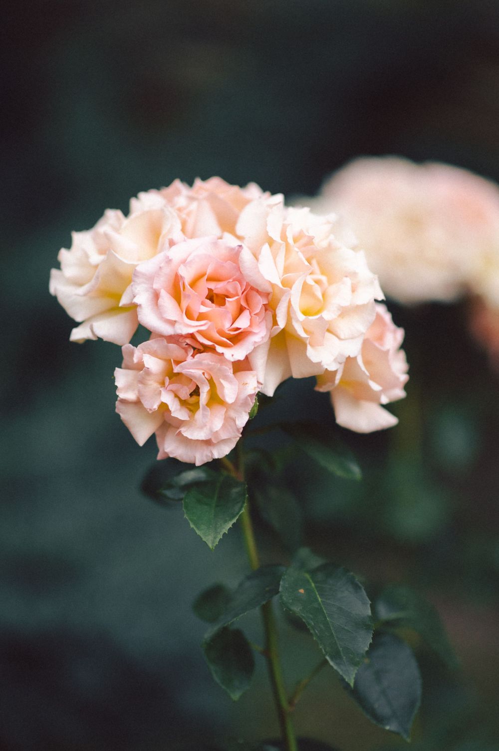 Delicate peach-colored roses blooming in soft focus against a dark background.