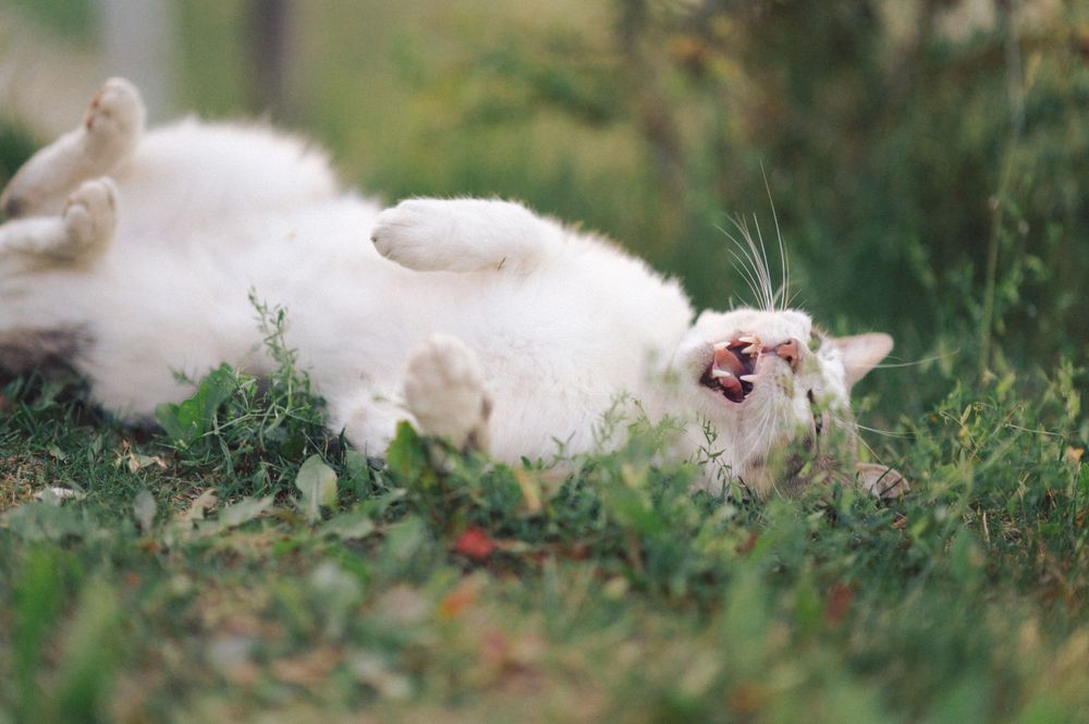 White cat lying playfully on its back in green grass on a sunny day.