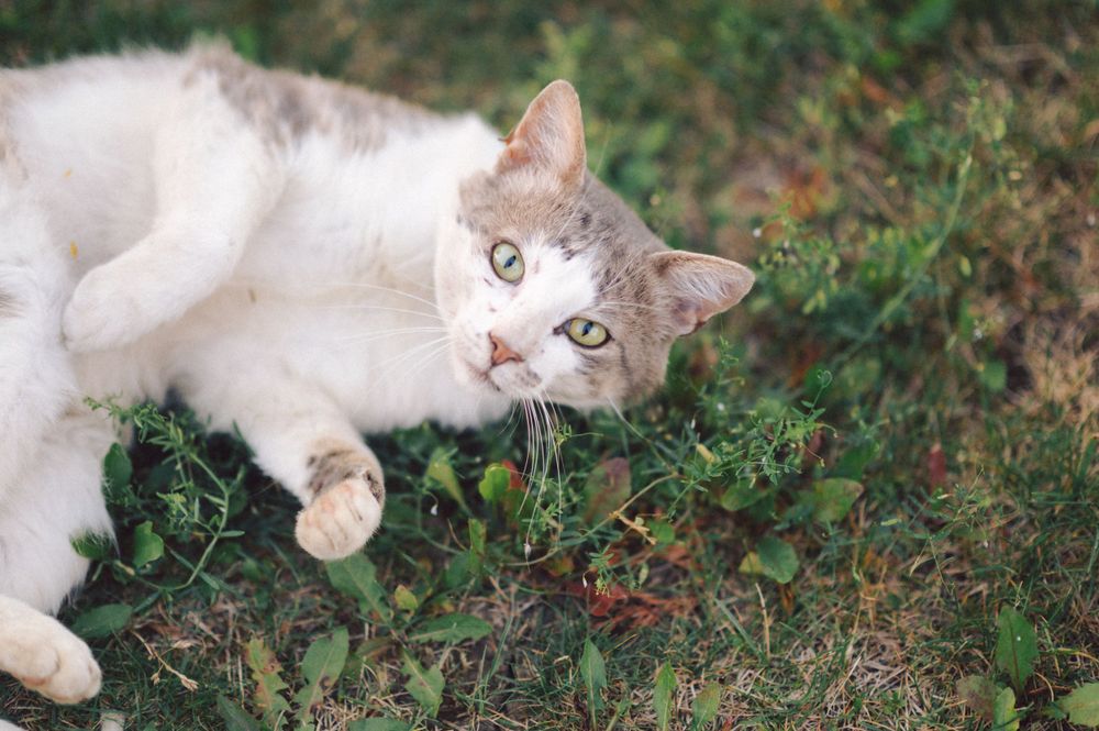 White and gray cat lounging in grass looking directly at camera with bright eyes.