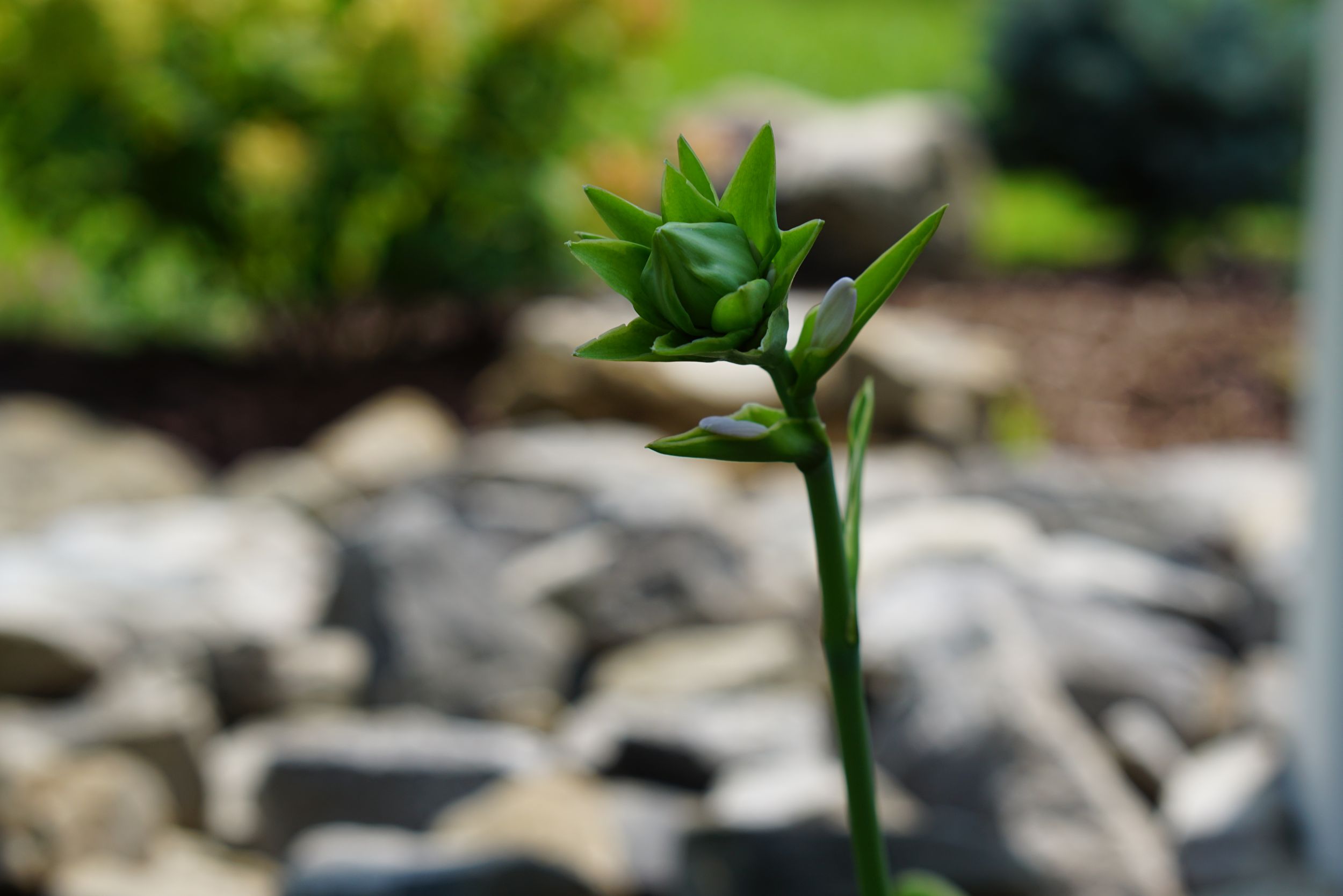 Close-up of a single green plant shoot emerging from between garden rocks.