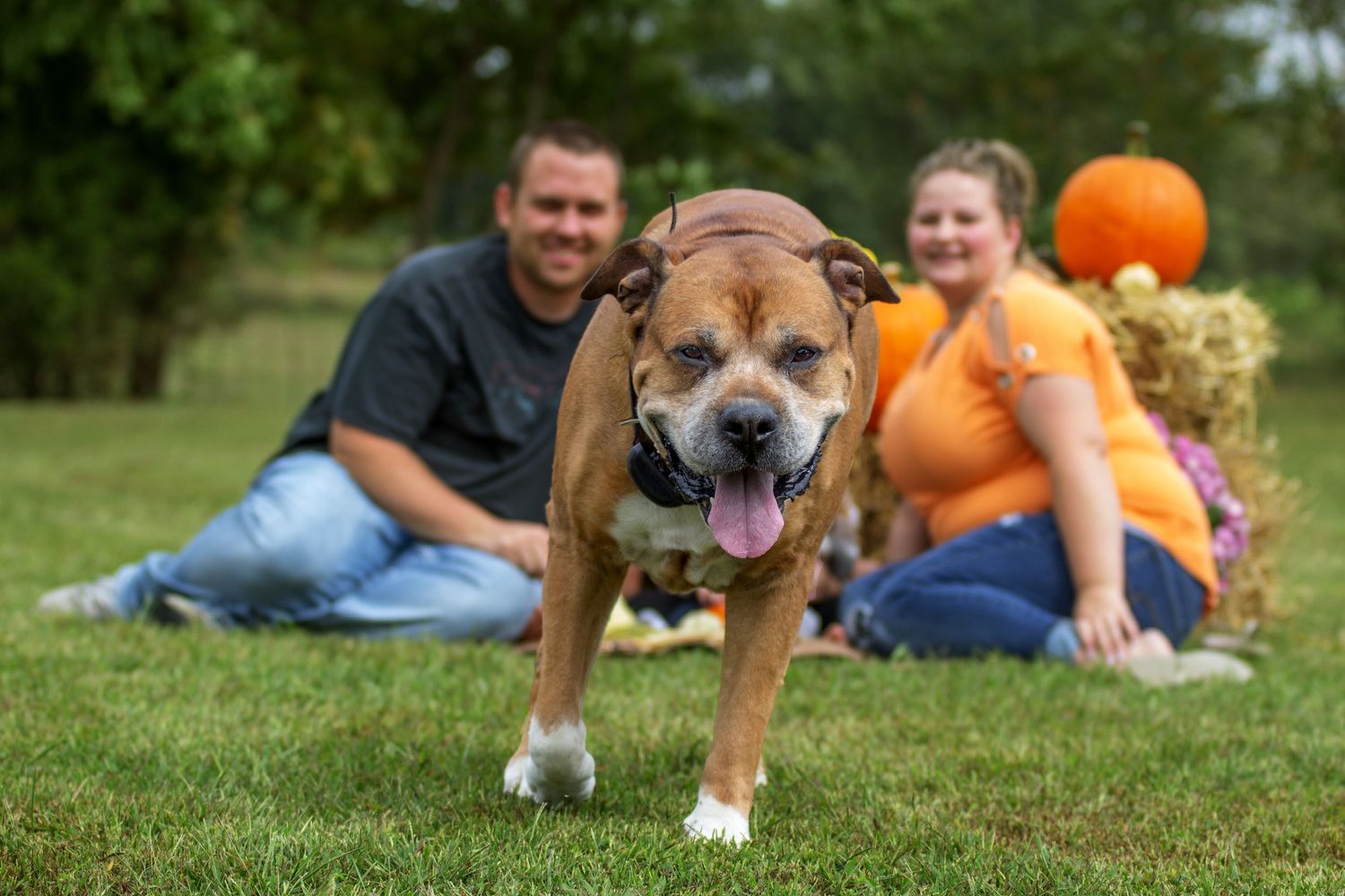 Happy pitbull mix dog poses in foreground while family relaxes on lawn with orange pumpkins.