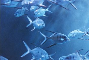 School of silver fish swimming together in deep blue ocean waters.