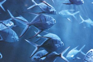 School of blue fish swimming together underwater.