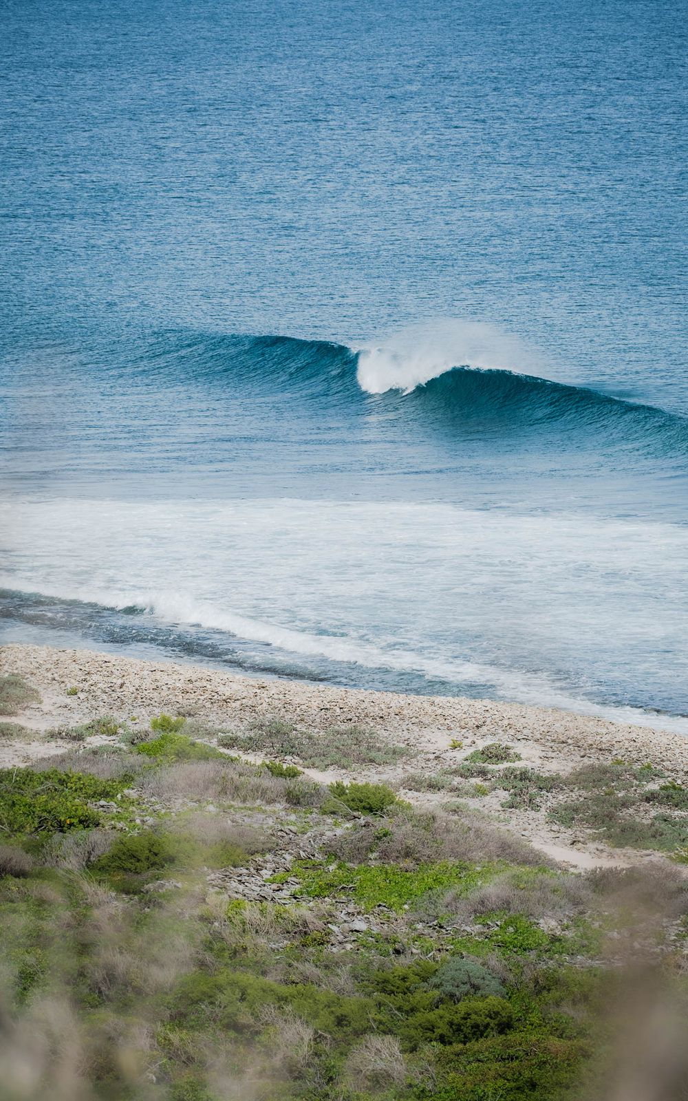 Perfect blue wave rolls toward a pristine beach with vegetation in the foreground.