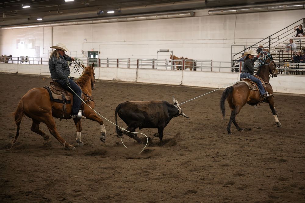A sequence of rodeo action shots shows cowboys roping and wrestling cattle in an indoor arena.