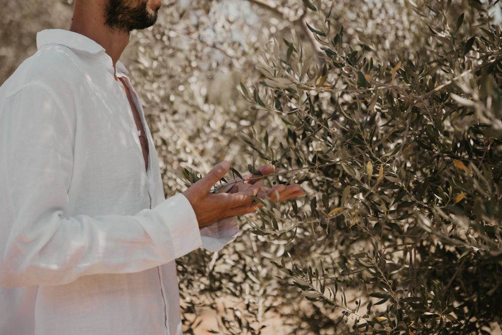 Hand reaching toward olive tree branches in white linen sleeve.