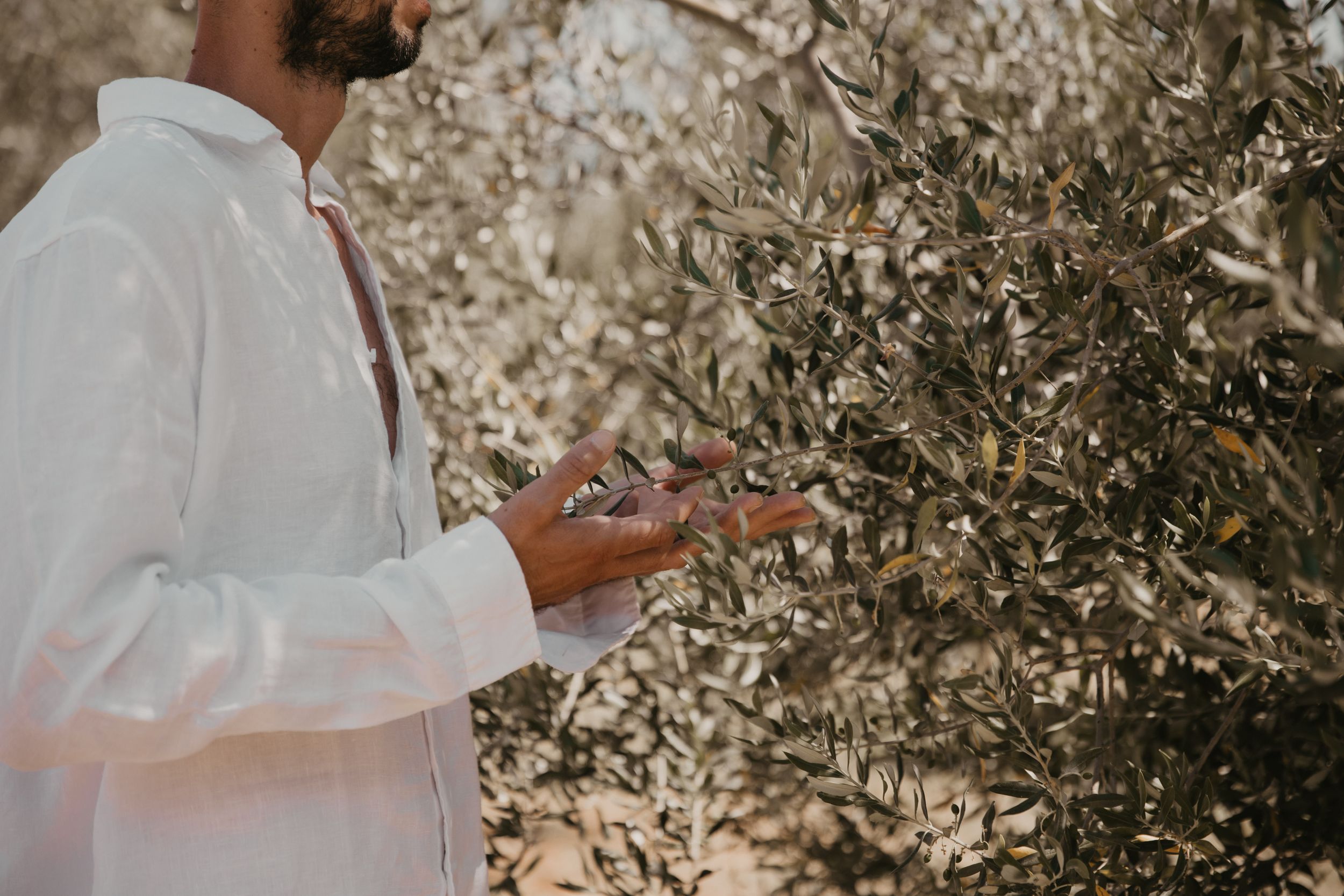 Hand reaching toward olive tree branches in white linen sleeve.