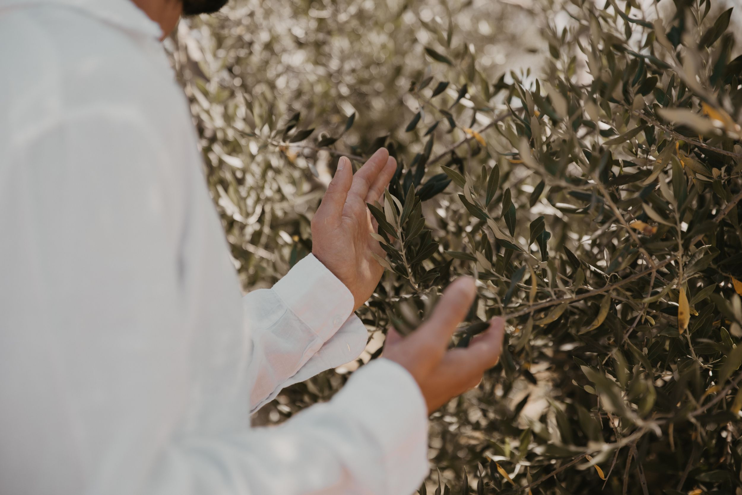 Hands gently touching olive tree branches in Mediterranean garden setting.