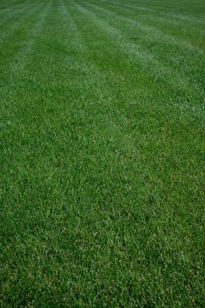 Metro Turf Sod Farm LLC Bondurant and White Oak product