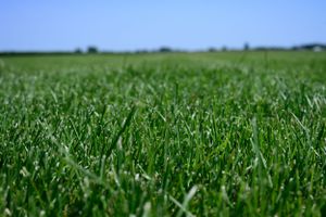 Metro Turf Sod Farm LLC Bondurant and White Oak product