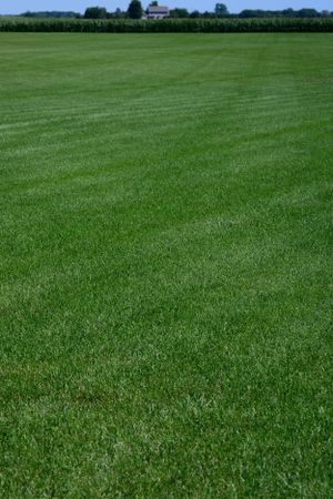 Metro Turf Sod Farm LLC Bondurant and White Oak product