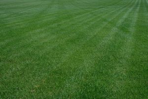 Metro Turf Sod Farm LLC Bondurant and White Oak product