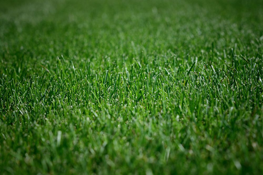 Metro Turf Sod Farm LLC Bondurant and White Oak product