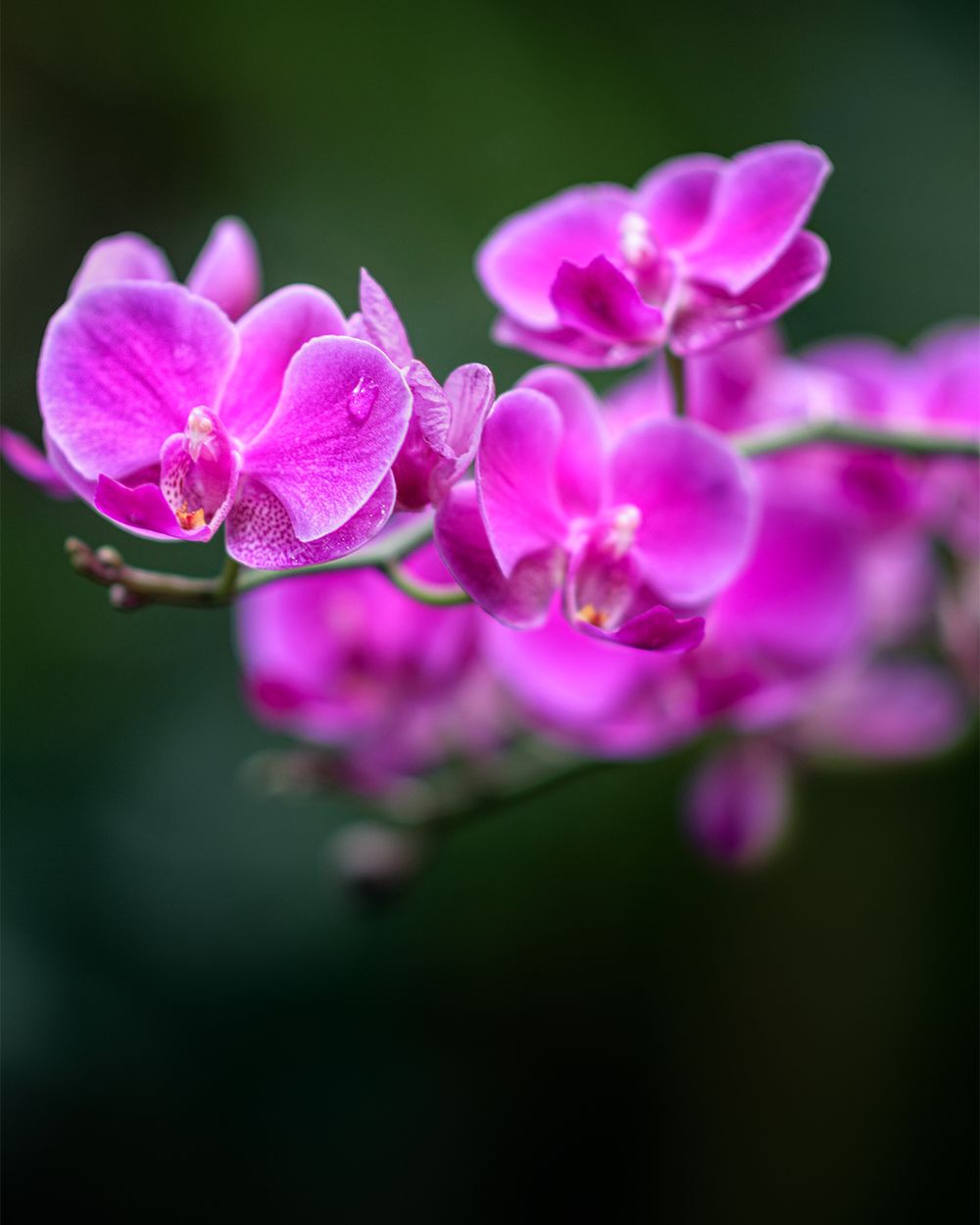 Vibrant pink orchid flowers in bloom against a dark green blurred background.