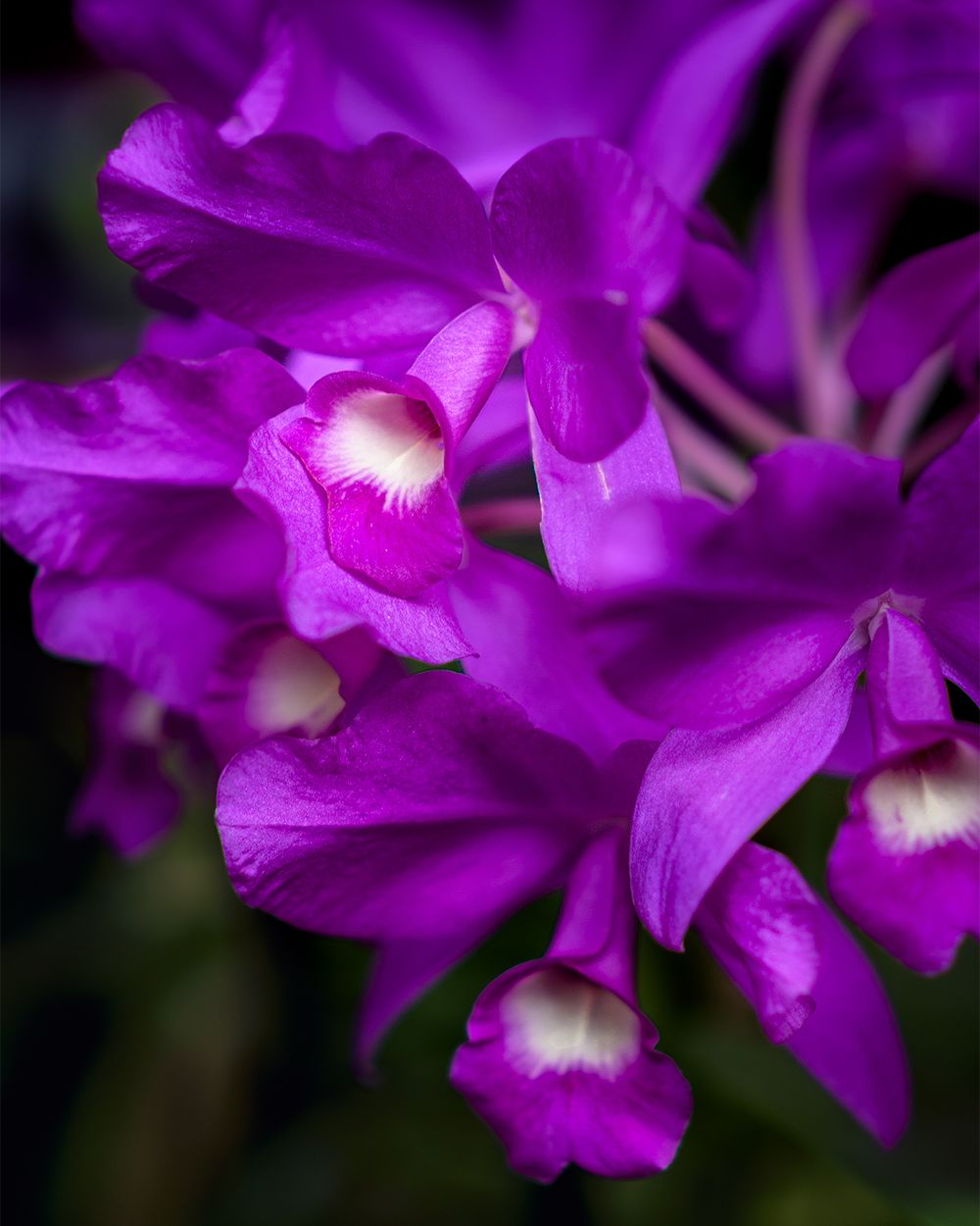 Deep purple cattleya orchid blooms with white centers against dark background.