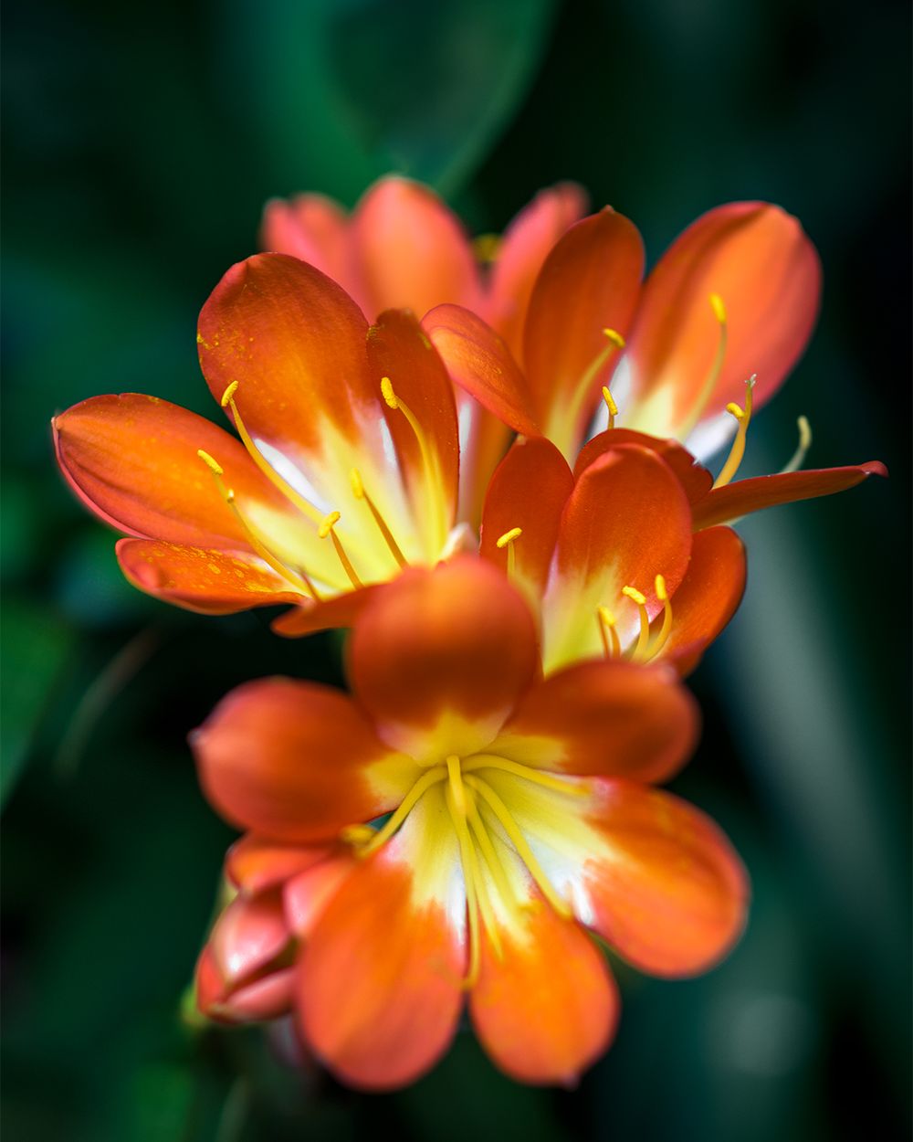 Orange and yellow clivia flowers blooming with dark green foliage in background.