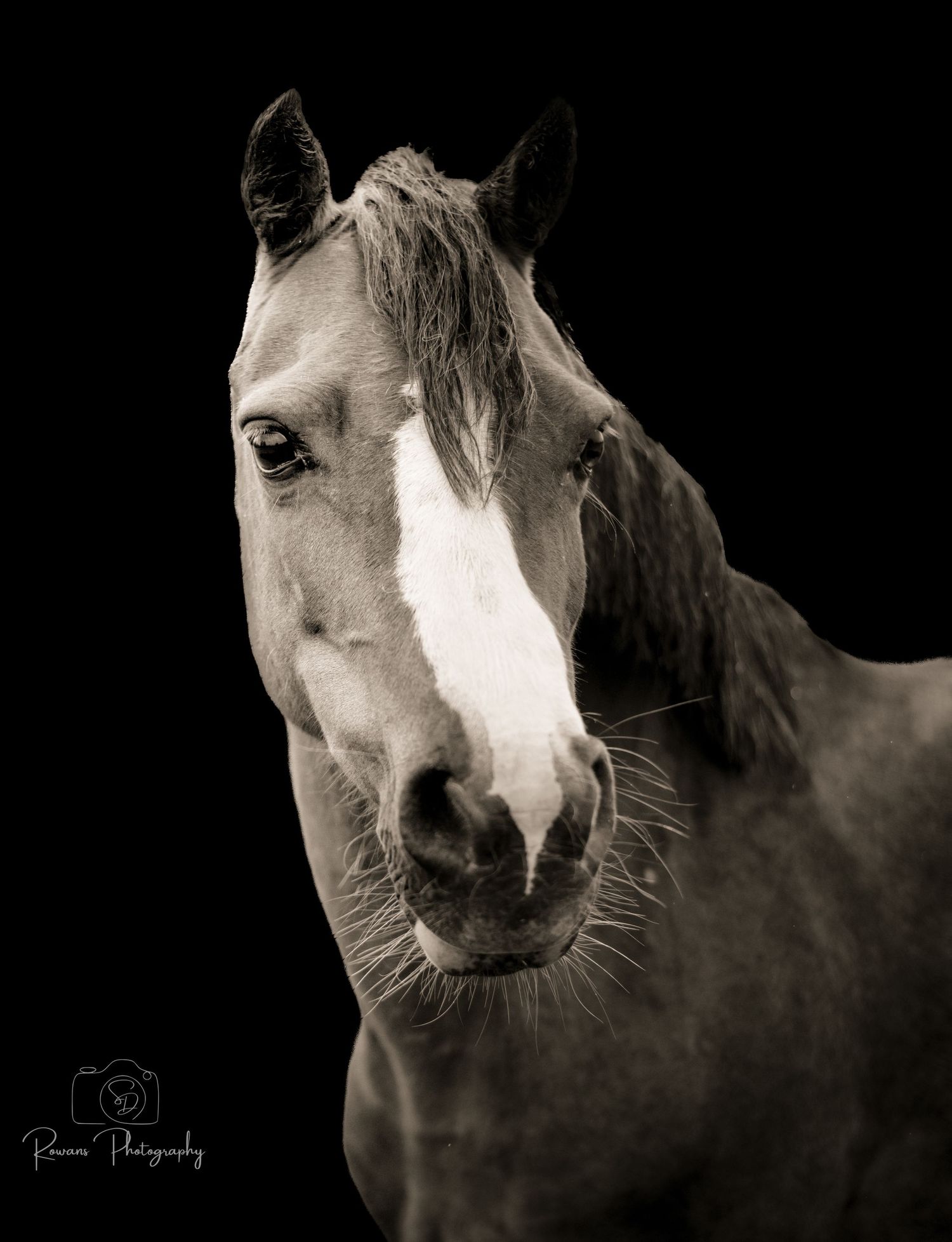 Artistic black and white portrait of a horse with distinctive white facial markings.