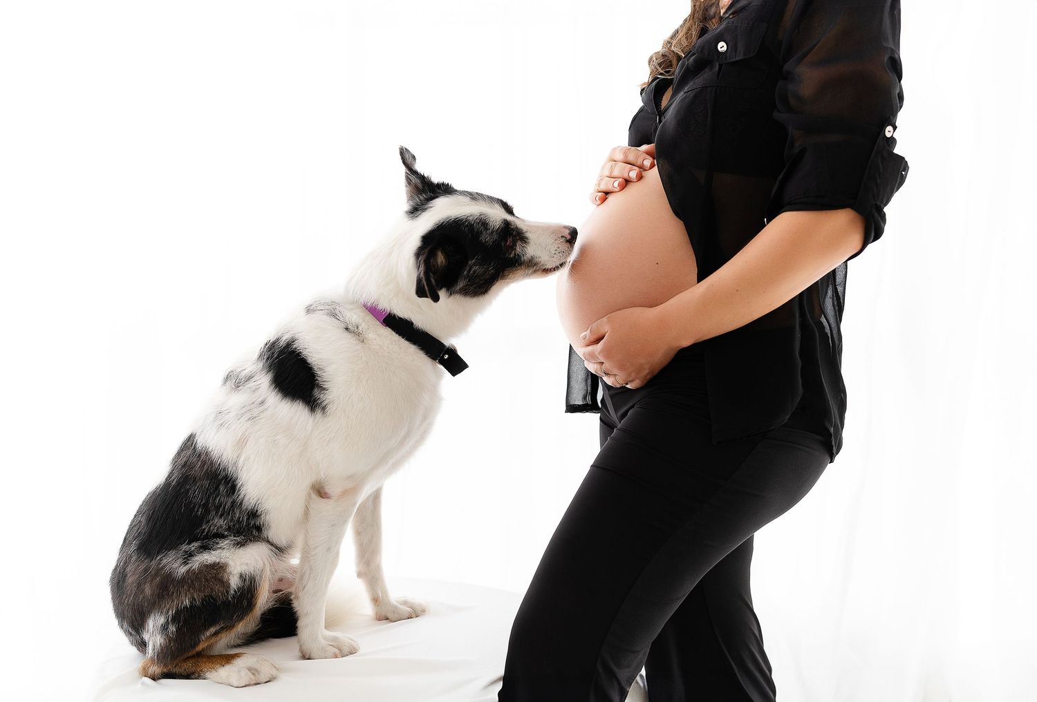 Black and white dog sniffing expectant mother's pregnant belly against white background.