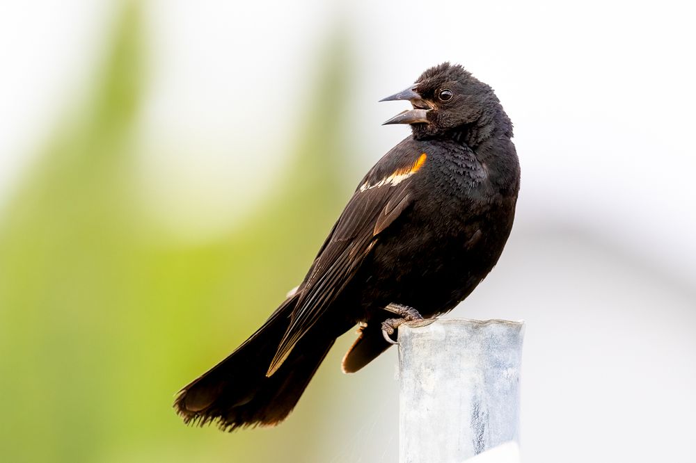 Cheeky Bird followed my around the pond curious about me in Calgary
