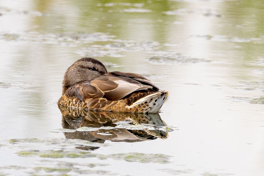 Duck getting comfy on the water in an urban setting in Alberta