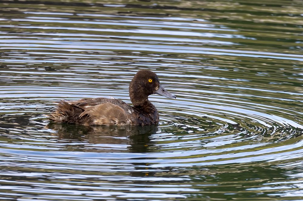A duck swims calmly in rippling water, creating concentric circles around itself.
