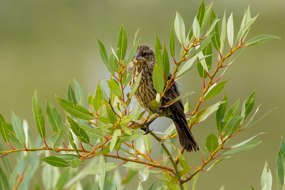 Peeking out from behind the branches little bird in Calgary