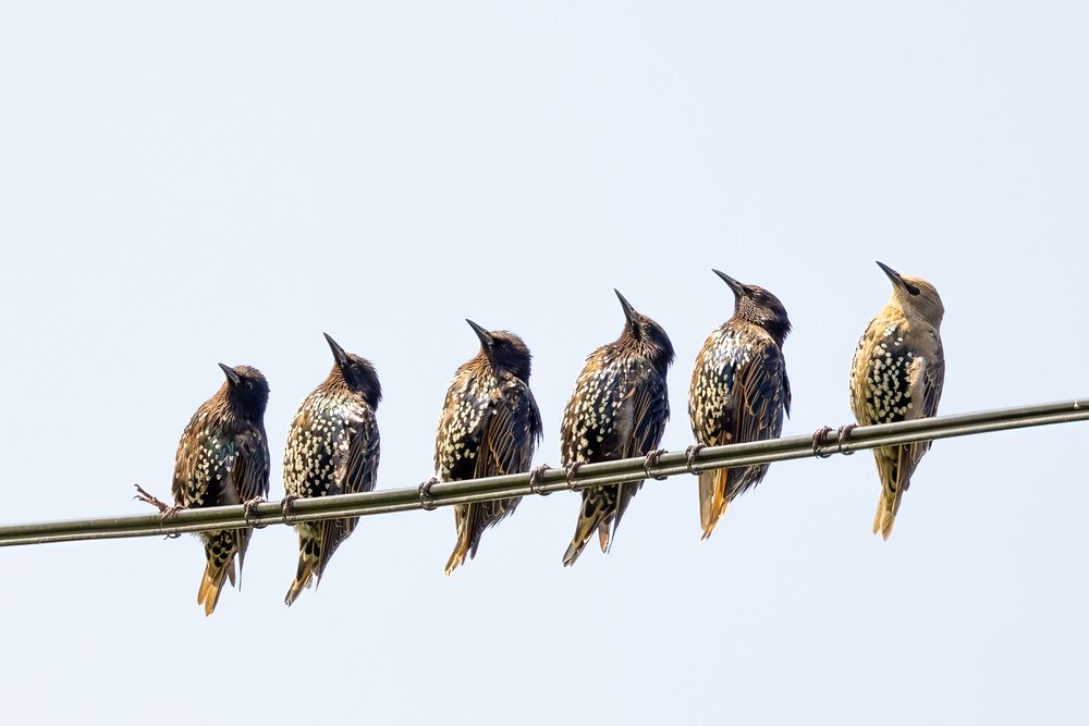 Three Blondes and a Brunette-Birds on a Wire-Calgary