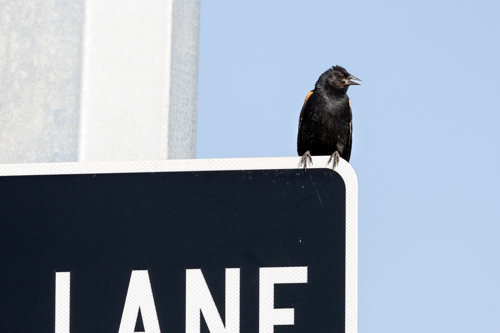 Bird helping direct by sitting on traffic sign in Calgary