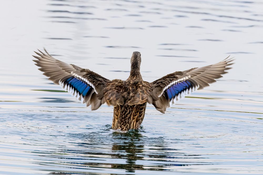 Ready for lift off a duck in a Calgary pond