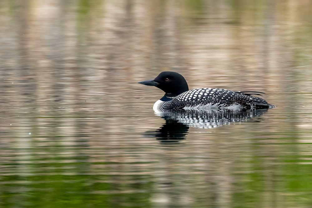 Loon peaceful gliding in a inland lake in Southern Ab
