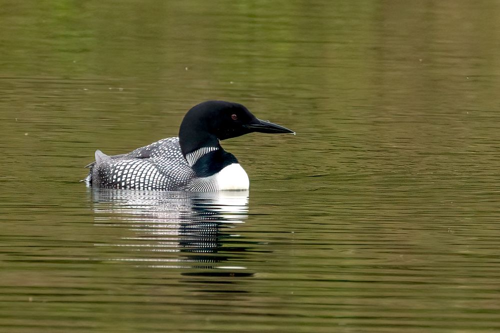 Loon on a natural lake in Alberta
