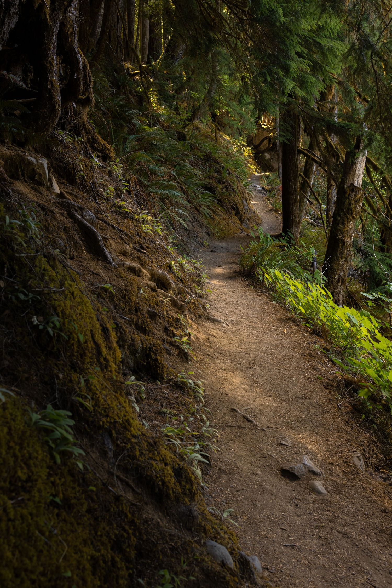 Olympic National Park