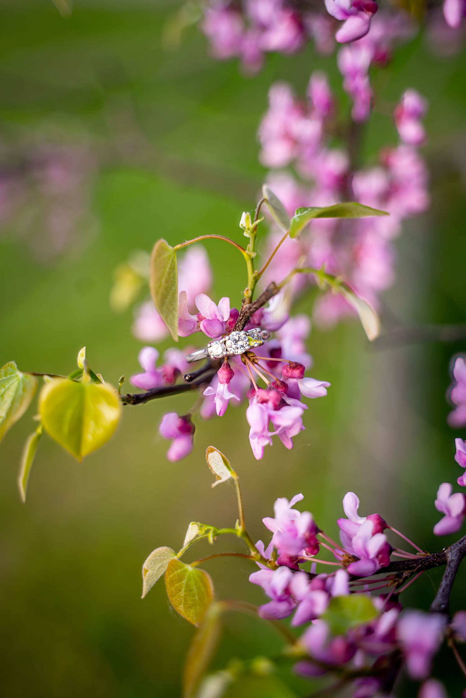 Close-up of engagement ring among pink redbud tree blossoms with fresh green leaves against a soft bokeh background in spring.