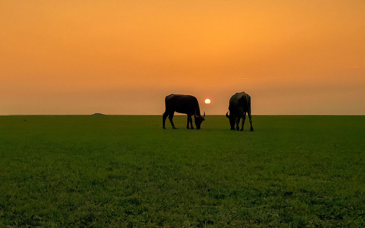 Evening Nature Beauty.

#ElysianLightBD #elysianlightbd