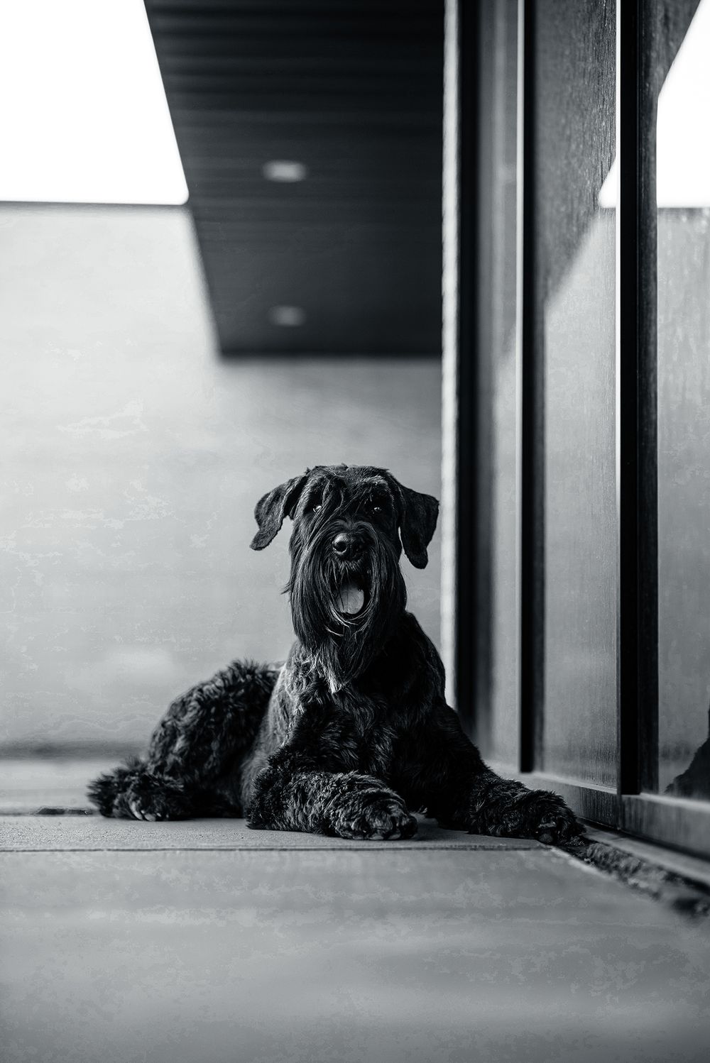 Alberta Dog Photographer Red Deer Hugo Schnauzer