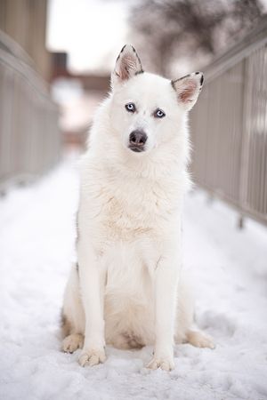 Red Deer Alberta Photographer. Nessie, a husky mix in the snow.