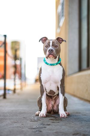 Red Deer Dog Photographer. Bully mix downtown Red Deer, Alberta.