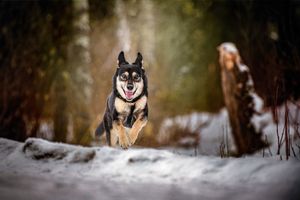 Sheva in the snow, smiling puppy, snow day, Session Guide, Pet Photographer near me, Red Deer Alberta Dog Photographer