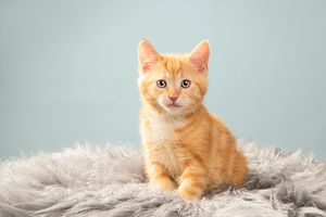 Ginger Kitten, home studio in Blackfalds, Alberta. Pet Photographer