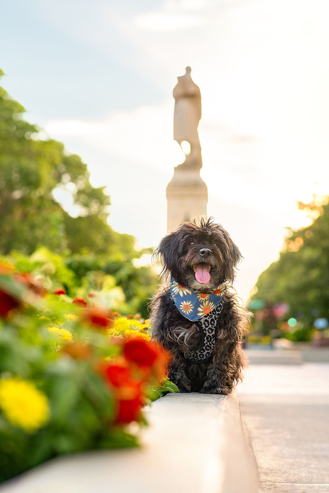 Pippa the Havapoo, enjoying downtown Red Deer. Red Deer Pet Photographer.