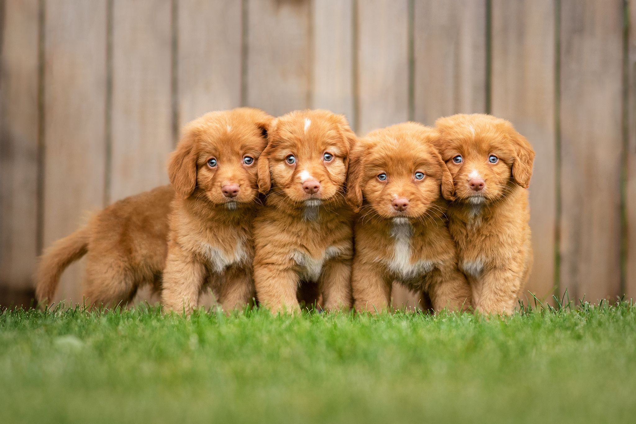 Toller Puppies, Red Deer Pet Photographer, Portrait Session, Puppy Photos, Red Deer Photographer Alberta