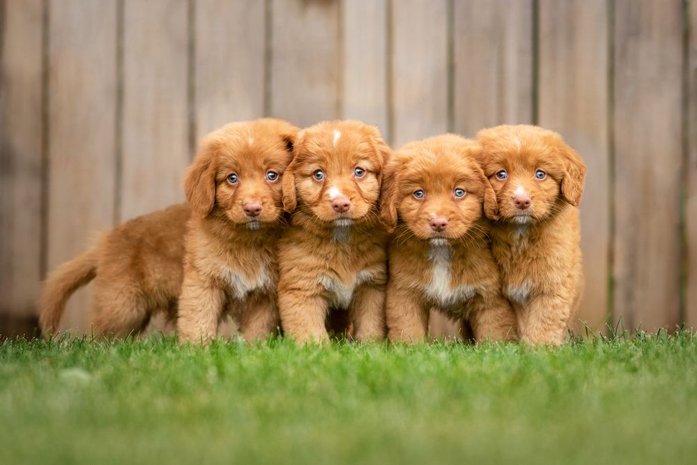 Toller Puppies, Red Deer Pet Photographer, Portrait Session, Puppy Photos, Red Deer Photographer Alberta