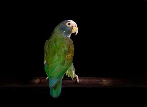 White Capped Pionus Parrot Blackfalds Alberta