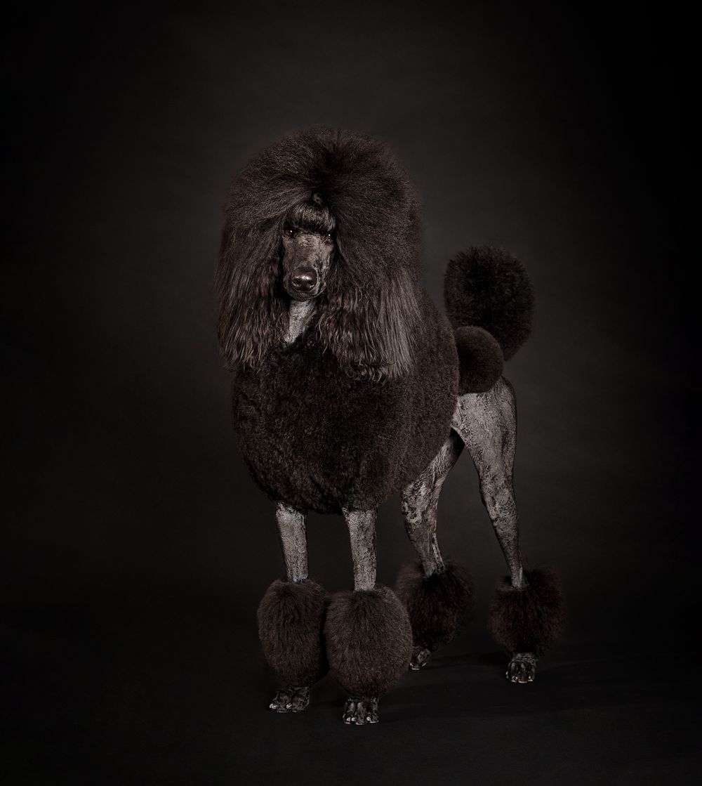 Standard Poodle on a black backdrop in my home studio located in Blackfalds, Alberta. Tripdog Photography, pet photographer.